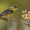 Lesser Goldfinch